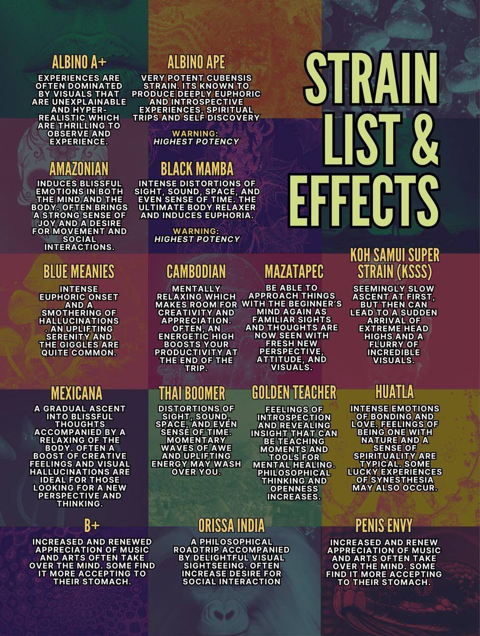 image 1411 1 MAGIC TRUFFLES PSYCHEDELIC MUSHROOMS CHOCOLATE - Image 3